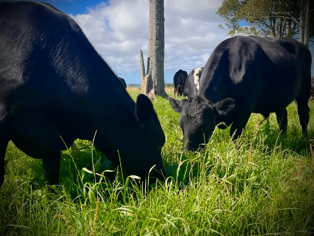 Farm