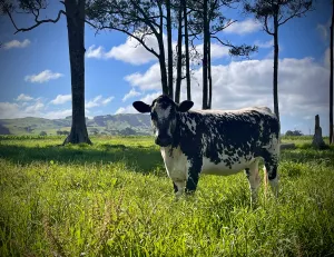 Farm
